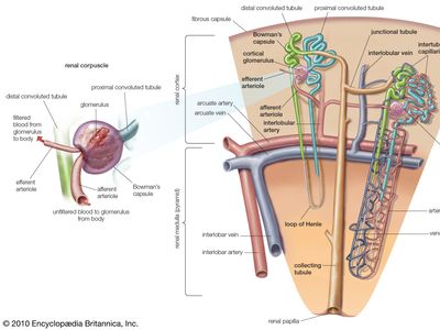 nephron of the kidney