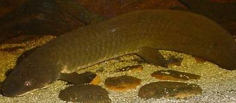 Australian lungfish