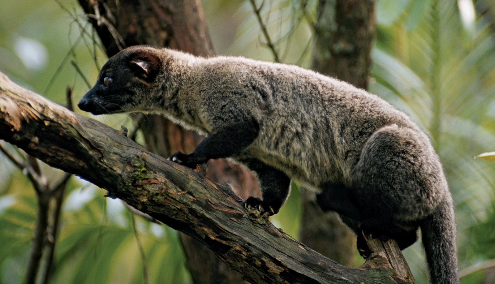 Image result for palm civet