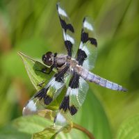 Dragonfly (Libellula forensis).