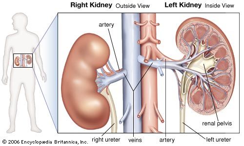 human kidneys