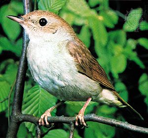 Eurasian nightingale (Erithacus megarhynchos)