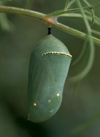 Monarch butterfly chrysalis