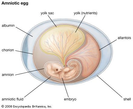 Amniotic egg.