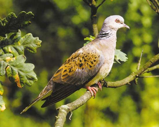 Turtledove (Streptopelia turtur).