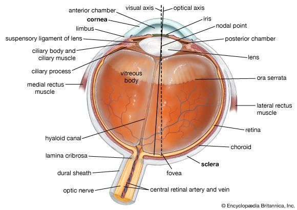 cross section of the human eye