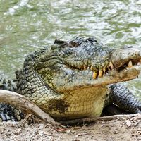 Close up of saltwater crocodile as emerges from water with a toothy grin. The crocodile's skin colorings and pattern camouflage the animal in the wild.