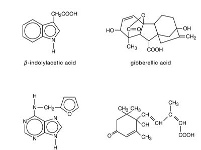 structures of plant hormones