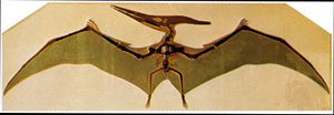 Image shows a Pteranodon skeleton.