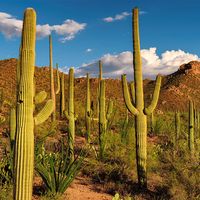 Saguaro cacti dot the Sonoran Desert landscape at Saguaro National Park, Arizona. Formerly Saguaro National Monument cactus