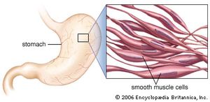 smooth muscle