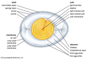 structural components of an egg