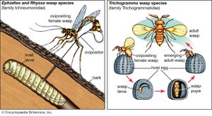 Parasitoid wasps