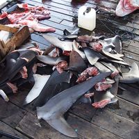 Bunch of shark fins, shark finning