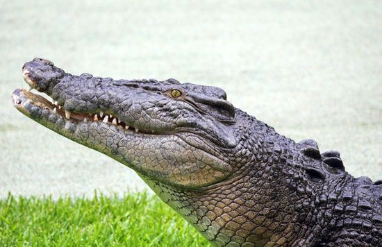 estuarine crocodile, or saltwater crocodile (Crocodylus porosus)