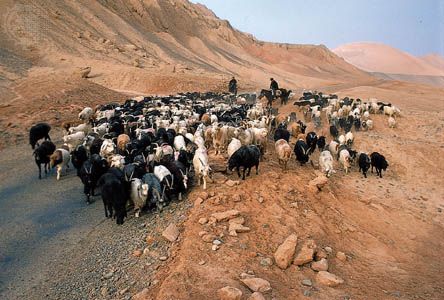 goat herding