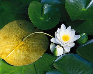 Water lily