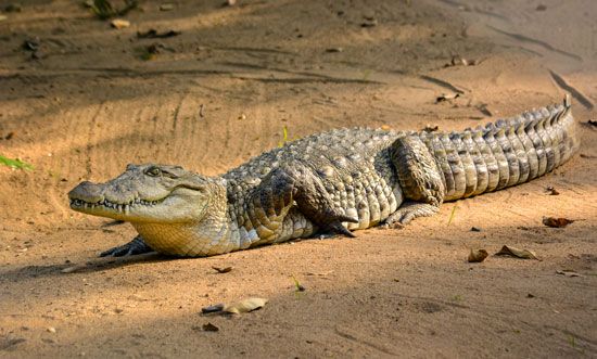 estuarine crocodile, or saltwater crocodile (Crocodylus porosus)