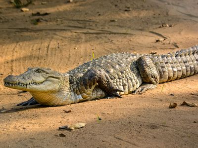 estuarine crocodile, or saltwater crocodile (Crocodylus porosus)