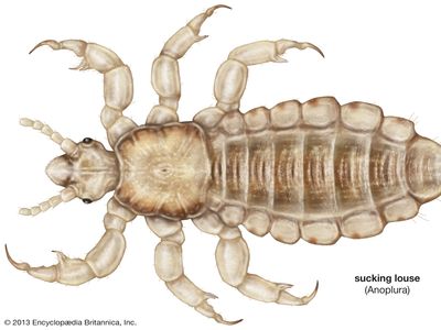 human head louse