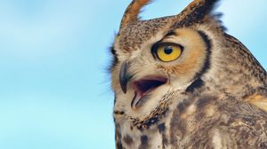 great horned owl