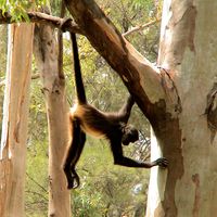 Spider monkey swinging in a tree. (primate, jungle animal)