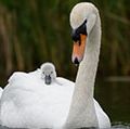 Mute swan with cygnet. (birds)