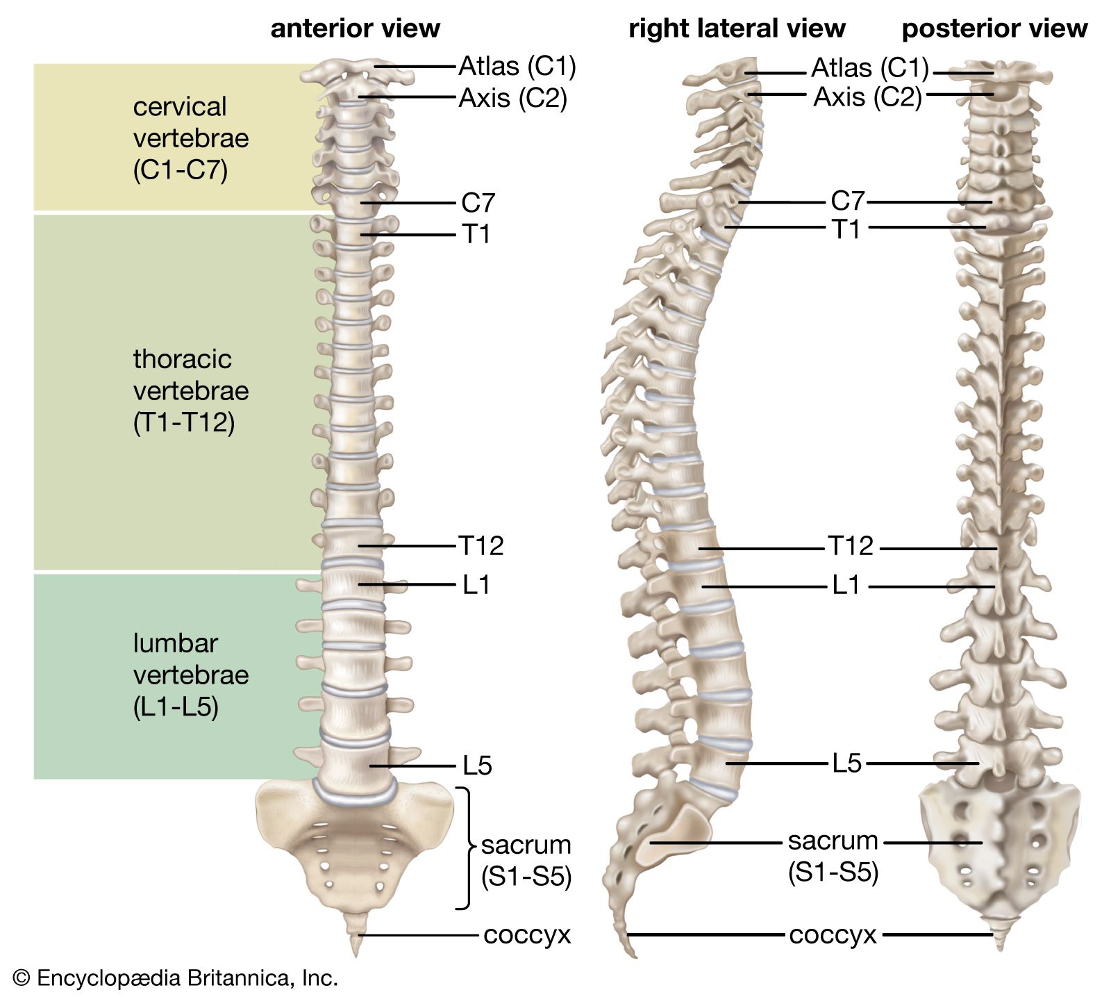 Bones Of The Vertebral Column Human Bones Anatomy Human Anatomy And ...