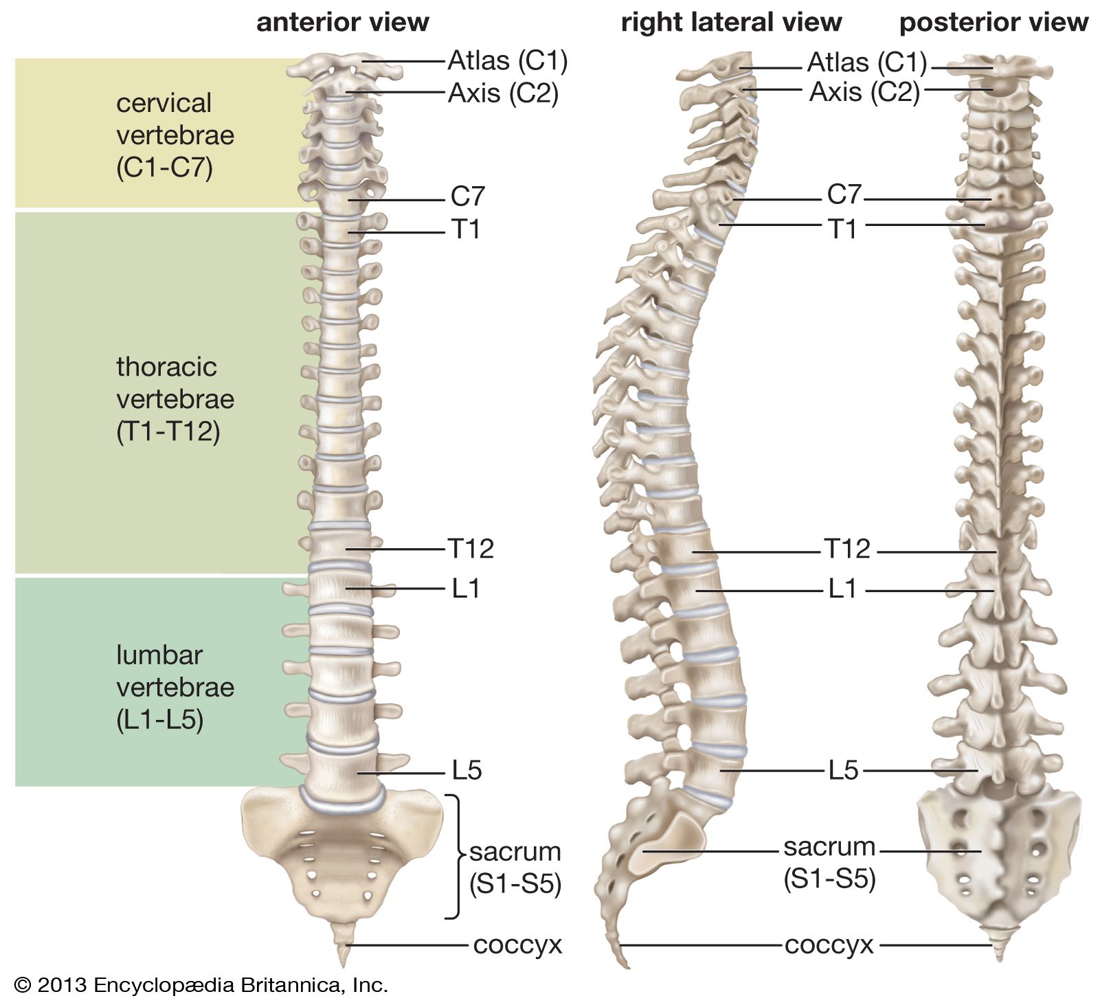 Diagram Of Vertebral Column How To Draw Human Spine Anatomy | My XXX ...