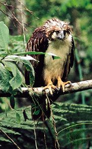 Philippine eagle (Pithecophaga jefferyi)