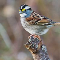 White-throated sparrow (Zonotrichia albicollis) at Shenandoah National Park, Virginia. (birds)