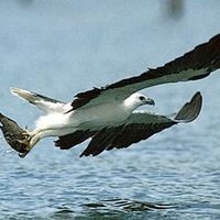 white-bellied sea eagle (Haliaeetus leucogaster)