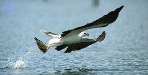 white-bellied sea eagle (Haliaeetus leucogaster)