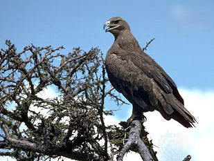 steppe eagle (Aquila nipalensis)