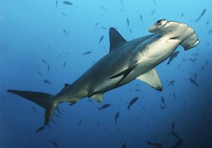 hammerhead shark