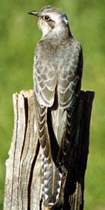 Cuckoo (Cuculus).