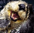 Sea otter (Enhydra lutris), also called great sea otter, rare, completely marine otter of the northern Pacific, usually found in kelp beds. Floats on back. Looks like sea otter laughing. saltwater otters