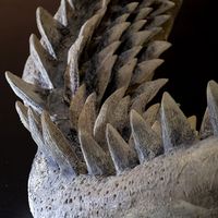 Close-up of megalodon shark (Carcharocles megalodon); the biggest shark teeth on a black background. (fossil shark, extinct species)