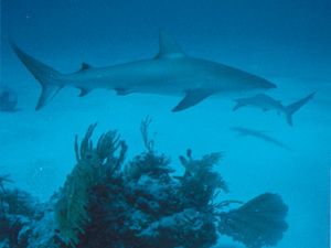 bull shark