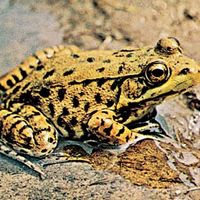 Green frog (Rana clamitans melanota).