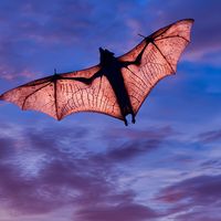 bat flying