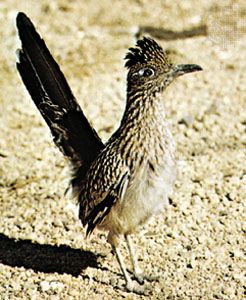 roadrunner