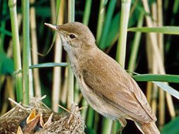 Reed warbler (Acrocephalus scirpaceus)