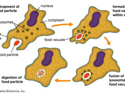 phagocytosis