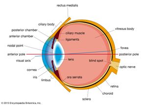 human eye