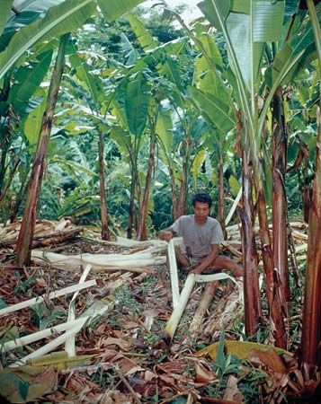 abaca leaf fibres