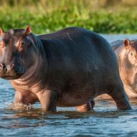 Hippopotamus in the water. Africa, Botswana, Zimbabwe, Kenya