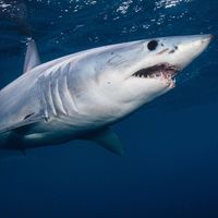 shortfin mako shark