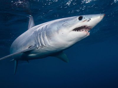 shortfin mako shark