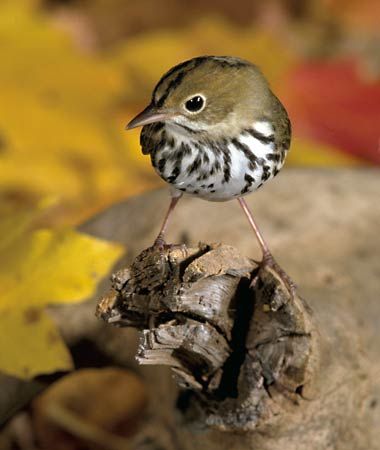 ovenbird